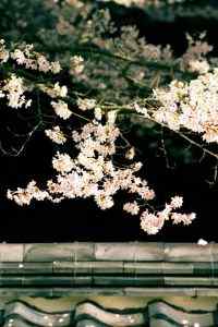 日式庭院风景iPhone5高清手机壁纸高清下载