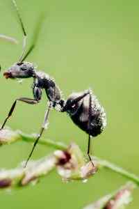 可爱的蚂蚁特写高清手机壁纸