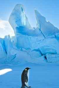 南极可爱企鹅高清