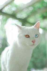 白色猫咪图片手机锁屏壁纸下载