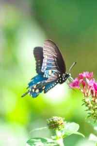 彩色美丽的蝴蝶高清手机壁纸