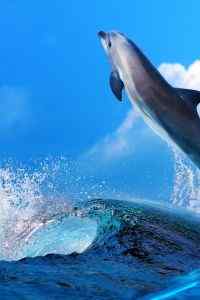 可爱动物海豚图片