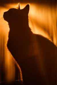 夕阳下的慵懒猫咪高清手机壁纸