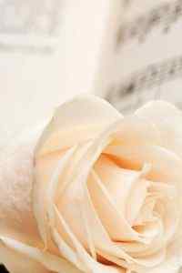 唯美浪漫温馨的花朵高清手机壁纸