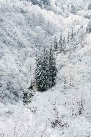 唯美的漫天飞雪的森林手机壁纸