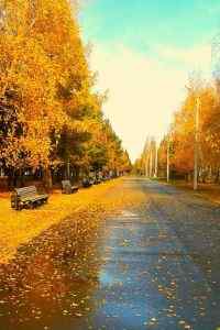 唯美的秋天风景高清手机壁纸