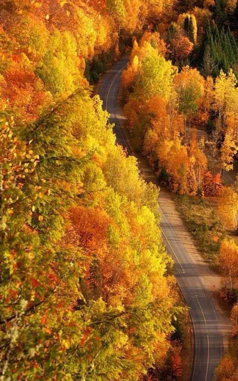 充满意境的秋日枫叶小路手机壁纸