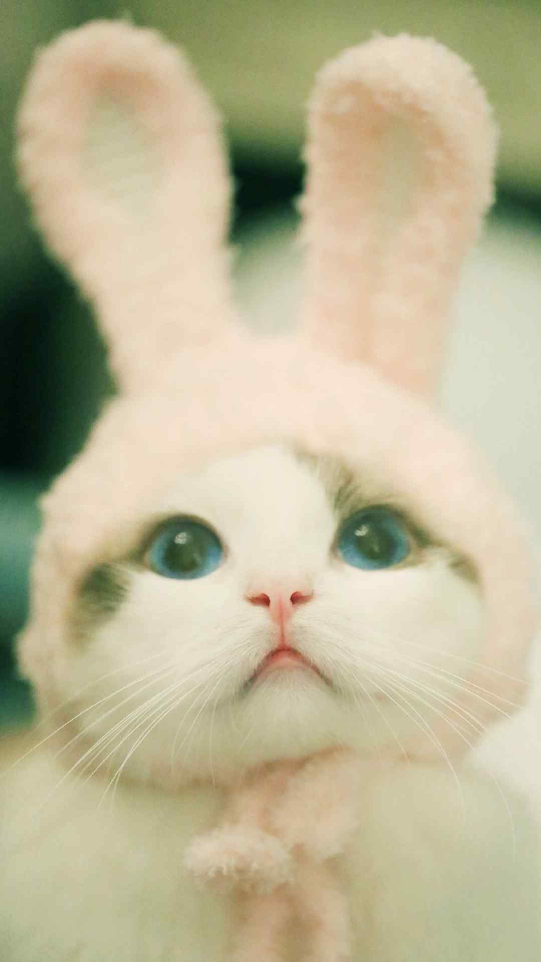 猫咪兔耳朵可爱桌面壁纸