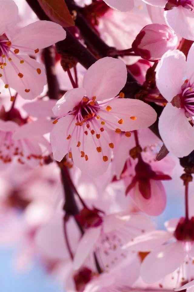 春日唯美粉色花朵手机壁纸