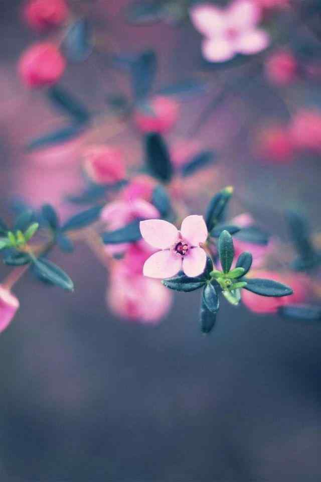 春日唯美粉色花朵手机壁纸