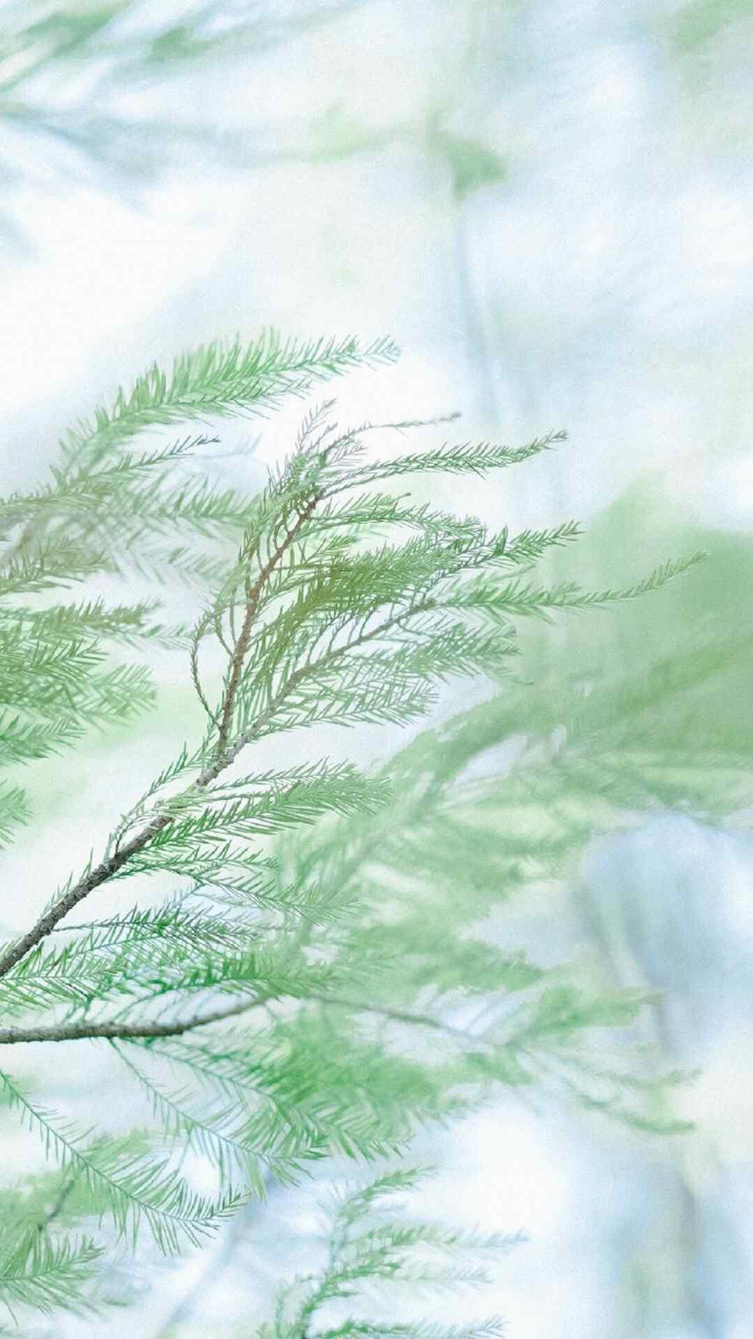 美丽的绿色植物护眼手机壁纸