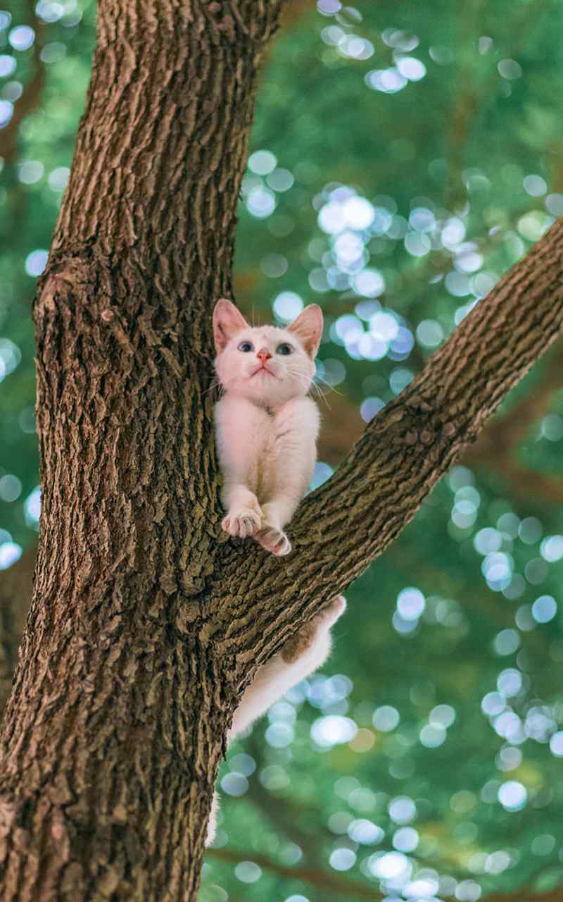 树上可爱猫咪高清高清手机壁纸