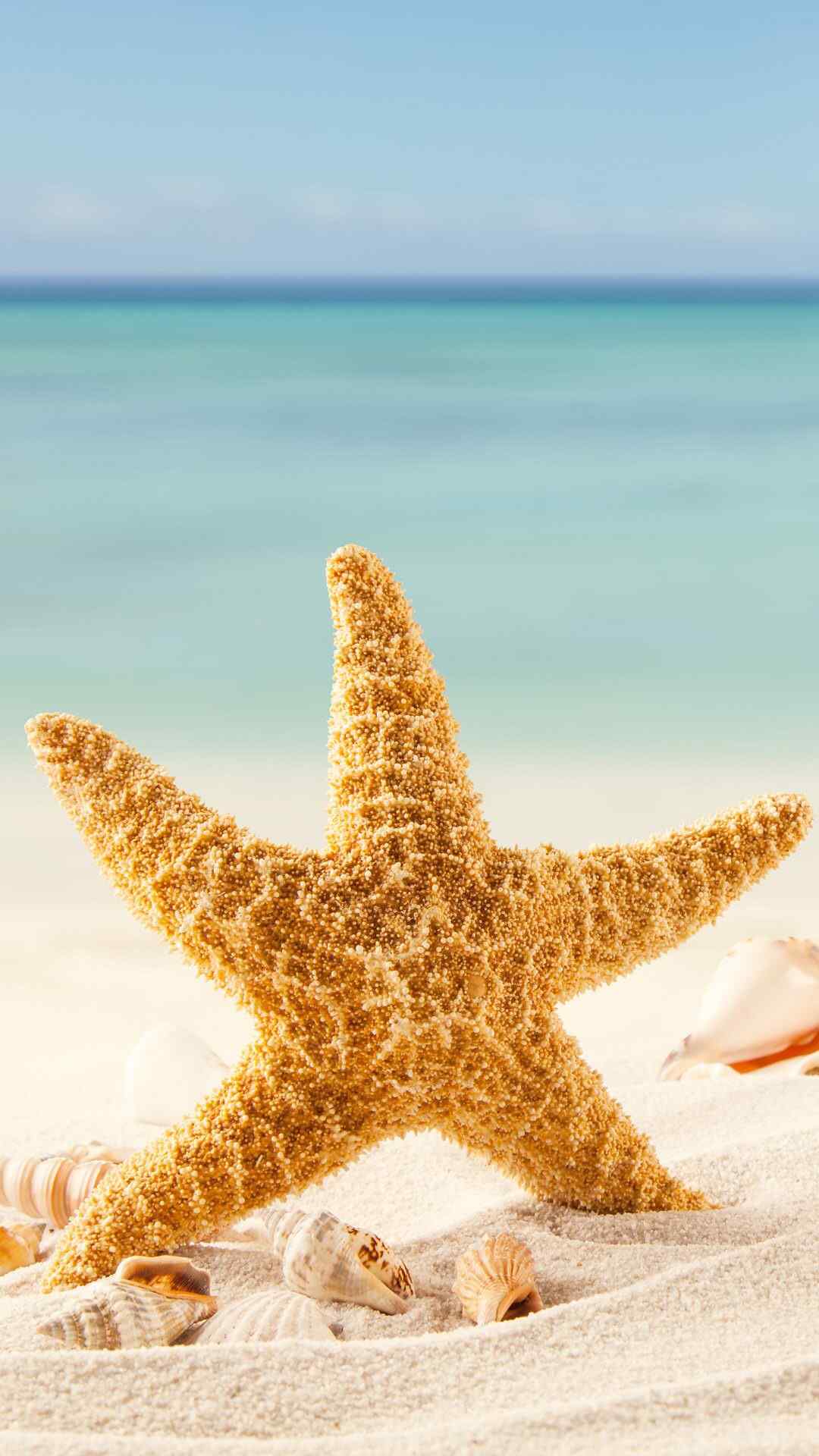 沙滩夏日海星清新美图高清手机壁纸
