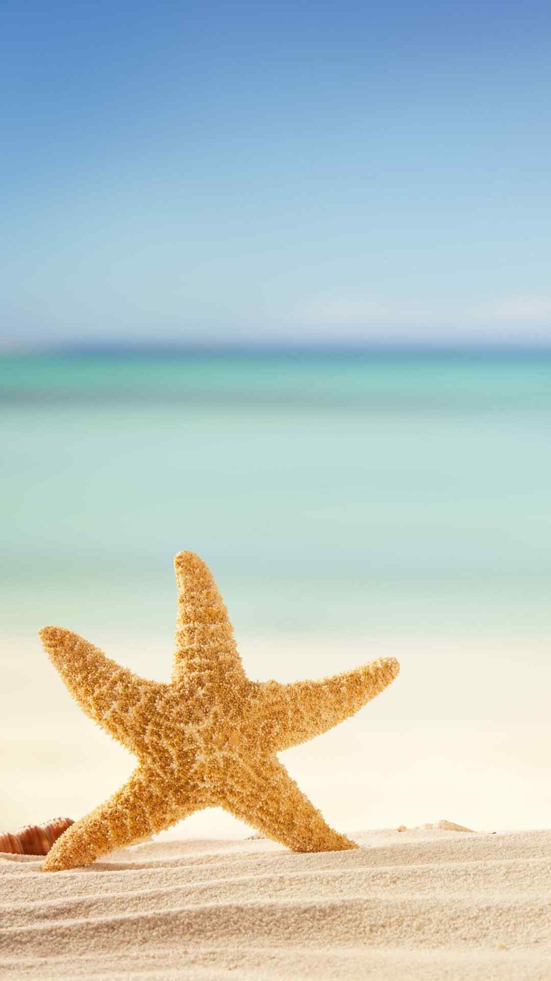 沙滩夏日海星清新美图高清手机壁纸