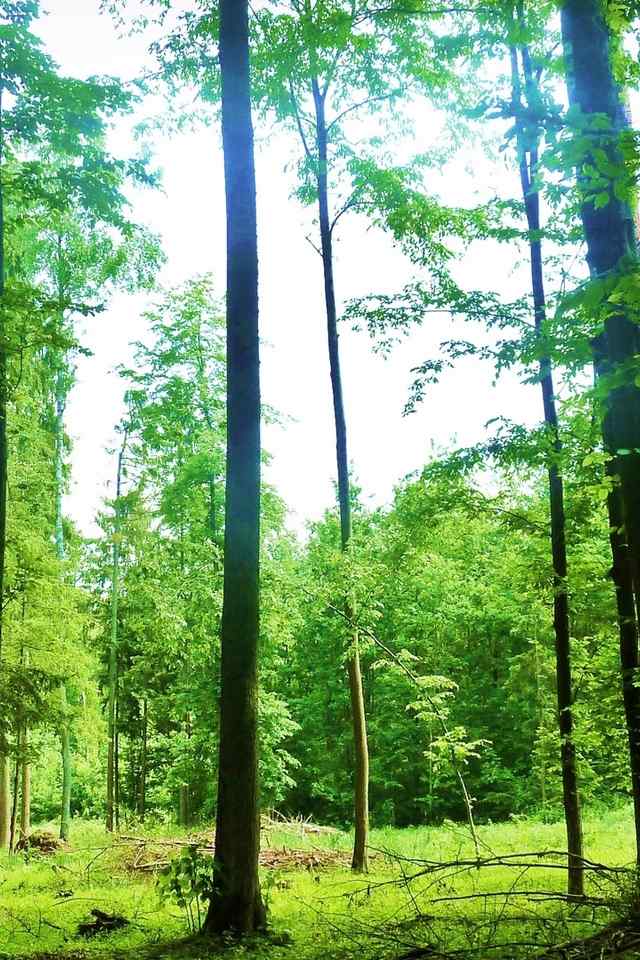 大自然森林唯美景色图片高清手机壁纸第一辑