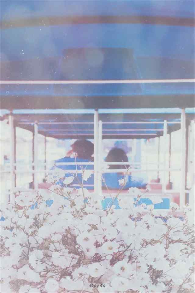浪漫日本樱花风景情侣高清手机壁纸下载