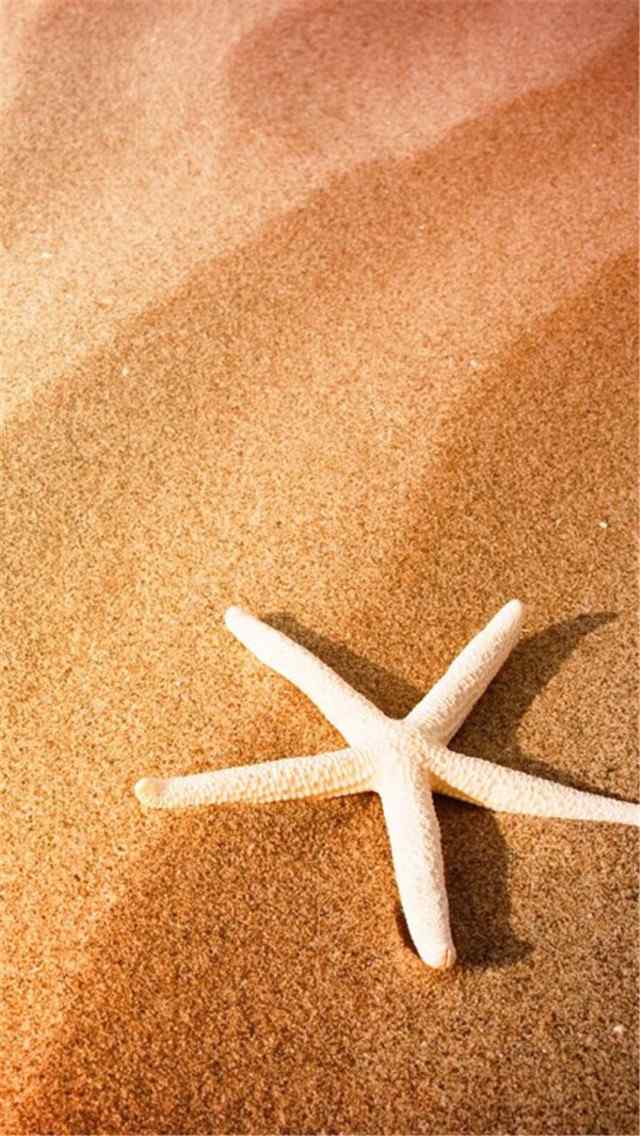 纯美小清新沙滩海贝海星高清手机壁纸下载