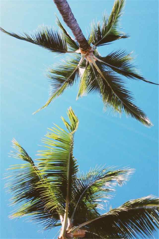夏日小新清唯美海边椰树风景手机桌面壁纸