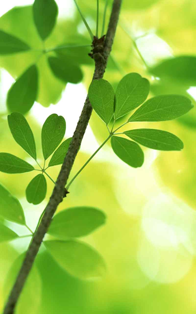 清新护眼绿色植物高清手机壁纸