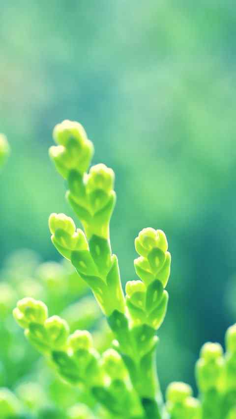 精选唯美清新绿色植物高清高清手机壁纸