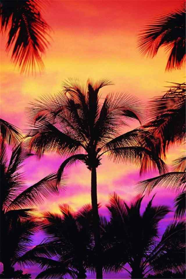 夏日夕阳黄昏海边椰子树手机壁纸