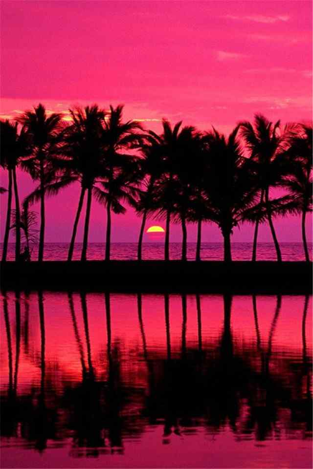 夏日夕阳黄昏海边椰子树手机壁纸