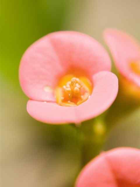 粉红美感花朵精选高清手机壁纸