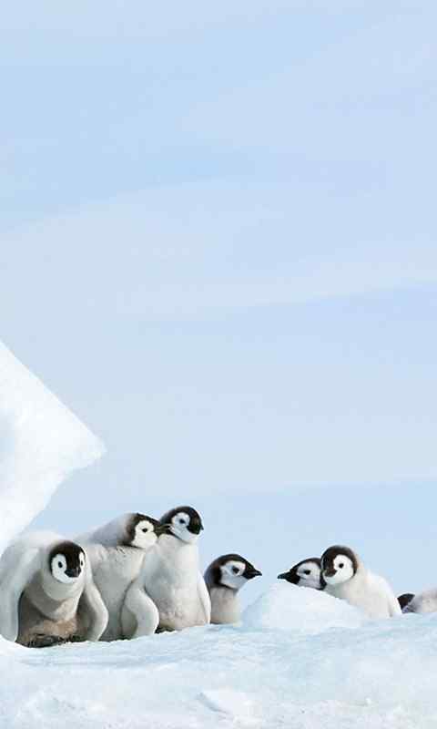 南极可爱企鹅高清手机桌面壁纸