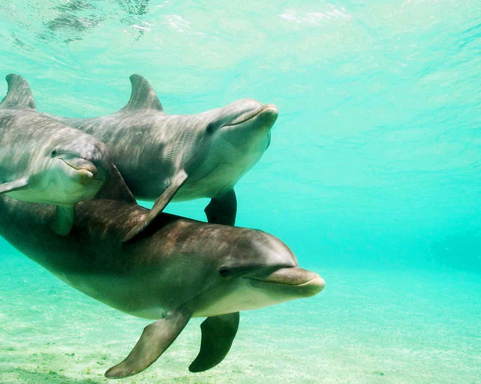 可爱动物海豚图片高清手机壁纸下载