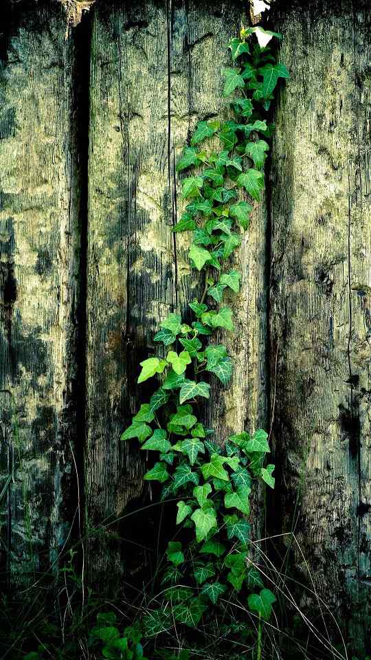 自然界唯美绿色清新植物特写高清手机壁纸