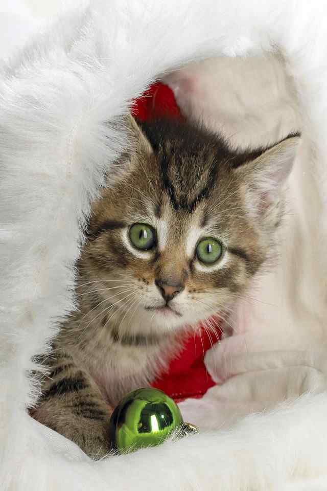 可爱的小动物圣诞节日高清手机壁纸