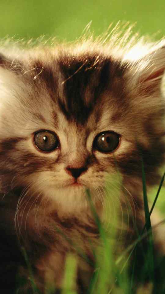 可爱小猫咪头像手机壁纸