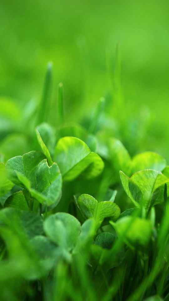自然界唯美绿色清新植物特写高清手机壁纸