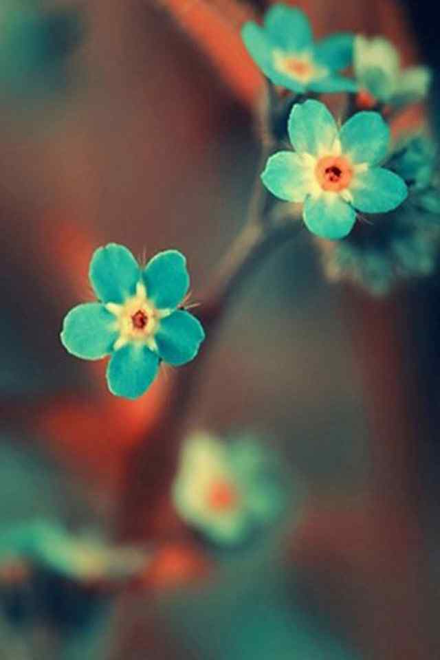 色彩鲜艳的唯美花朵摄影高清手机壁纸