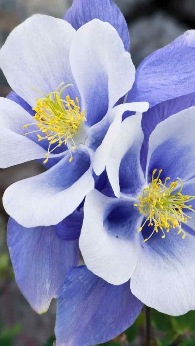 耧斗菜猫爪花蓝色花朵iPhone 5高清手机壁纸