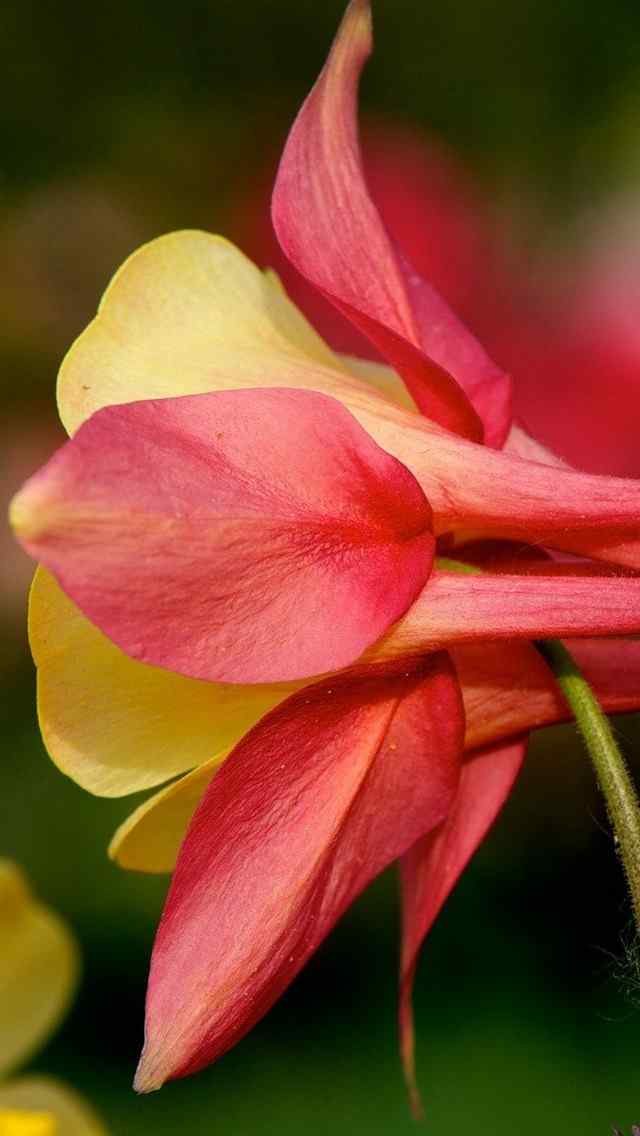 耧斗菜猫爪花红色花朵iPhone 5高清手机壁纸
