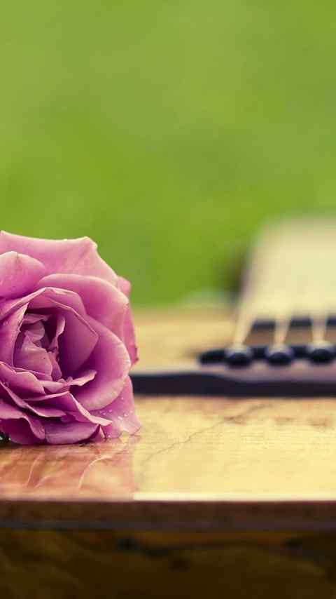唯美浪漫温馨的花朵高清手机壁纸