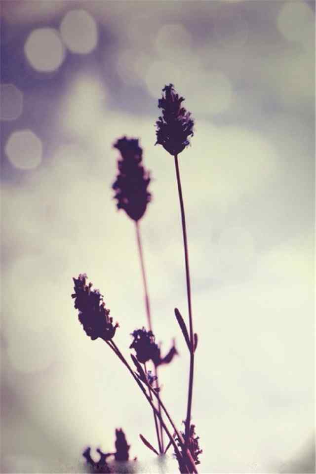 唯美植物景色紫色薰衣草高清高清手机壁纸下载