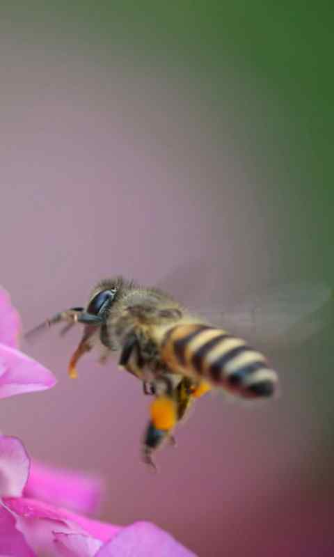 勤劳的小蜜蜂高清手机壁纸