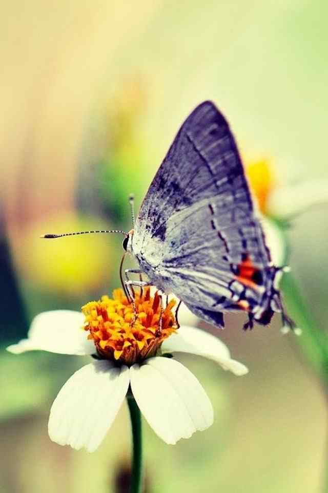 彩色美丽的蝴蝶高清手机壁纸