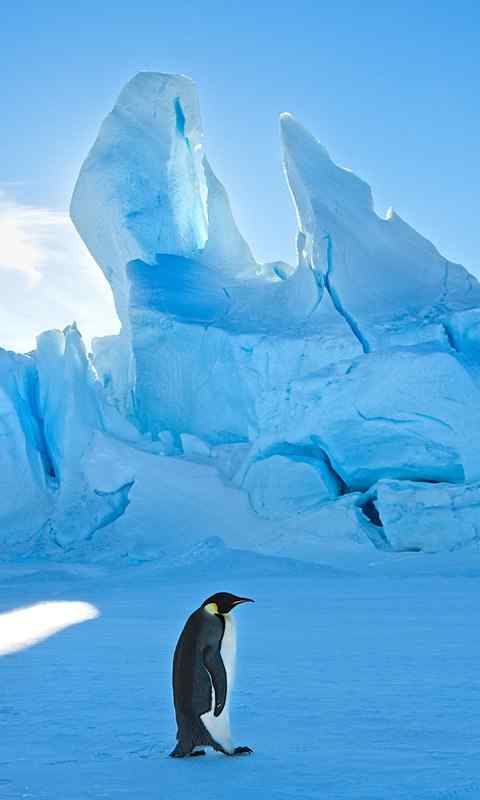 南极可爱企鹅高清手机桌面壁纸