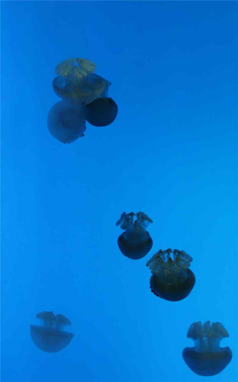 美丽神秘的海底生物水母高清手机壁纸图集