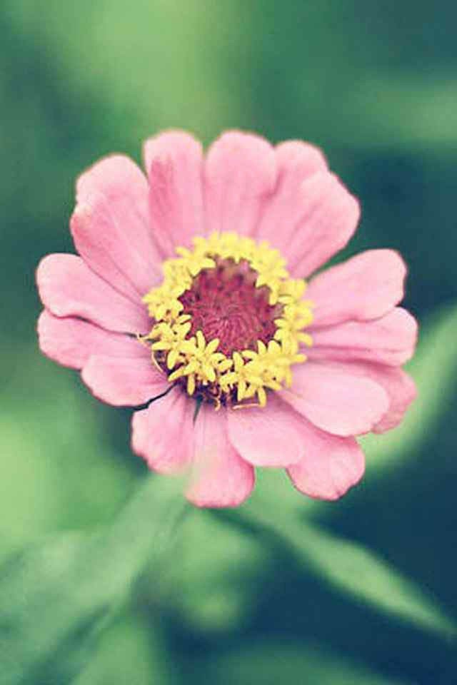 色彩鲜艳的唯美花朵摄影高清手机壁纸