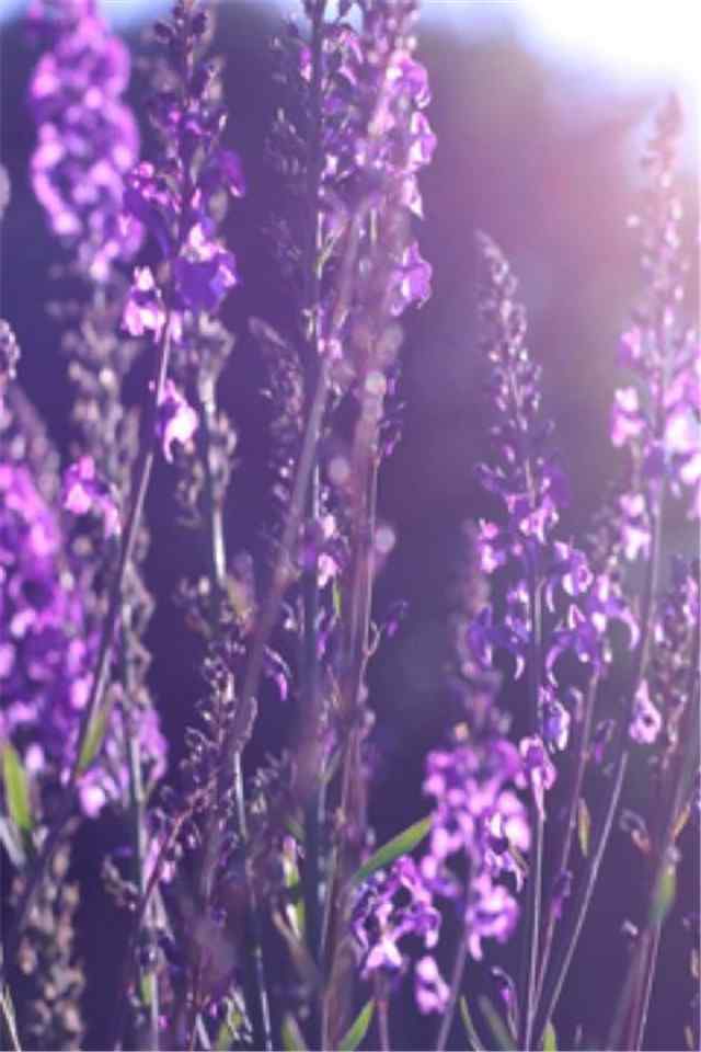 唯美植物景色紫色薰衣草高清高清手机壁纸下载