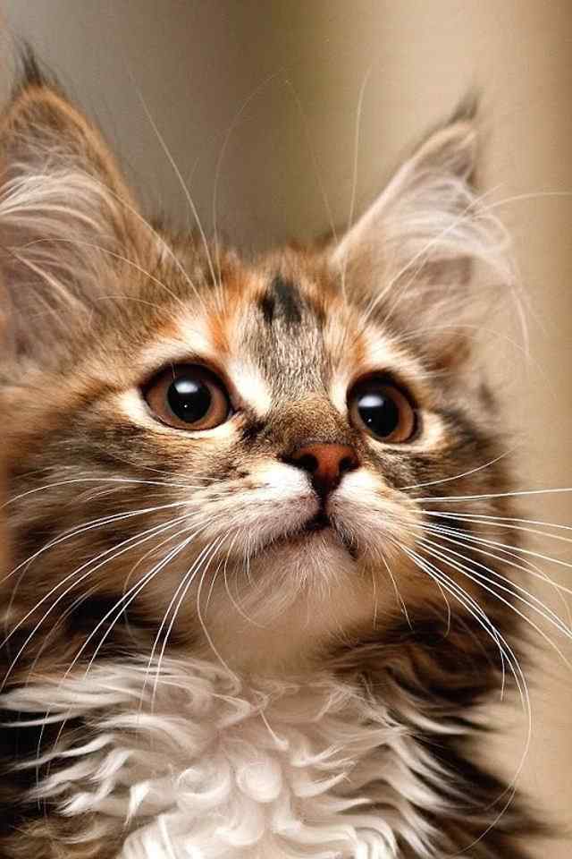 可爱眼神猫咪高清手机壁纸