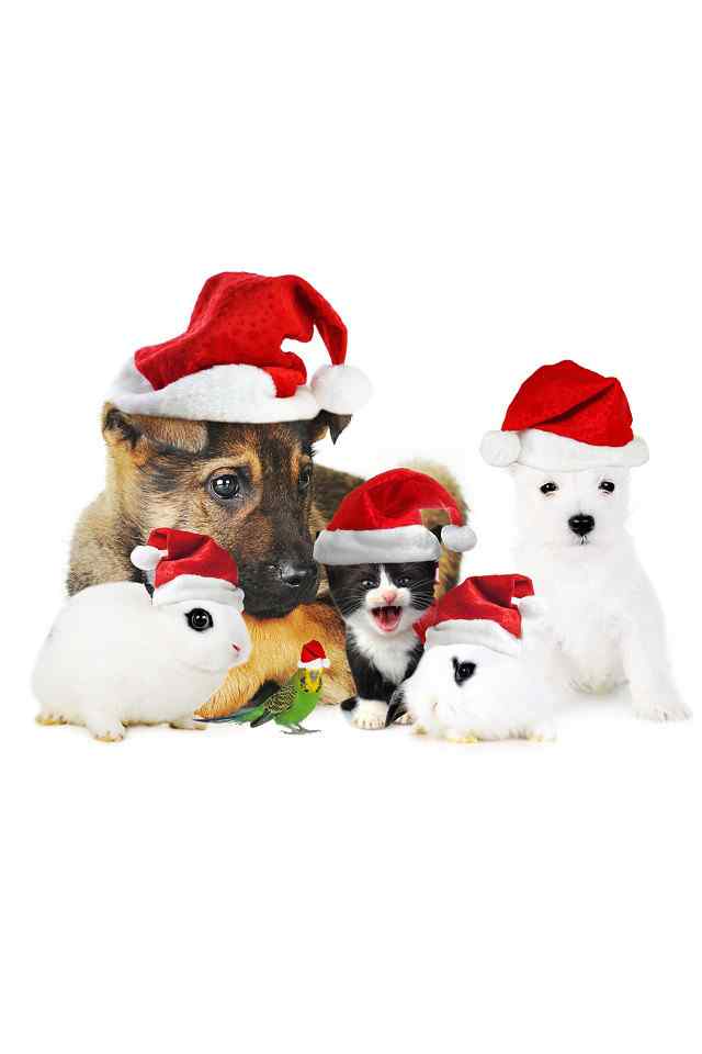 可爱的小动物圣诞节日高清手机壁纸