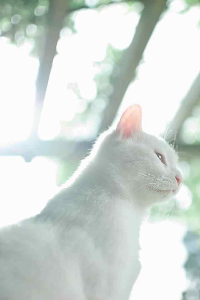 白色猫咪图片手机锁屏壁纸下载