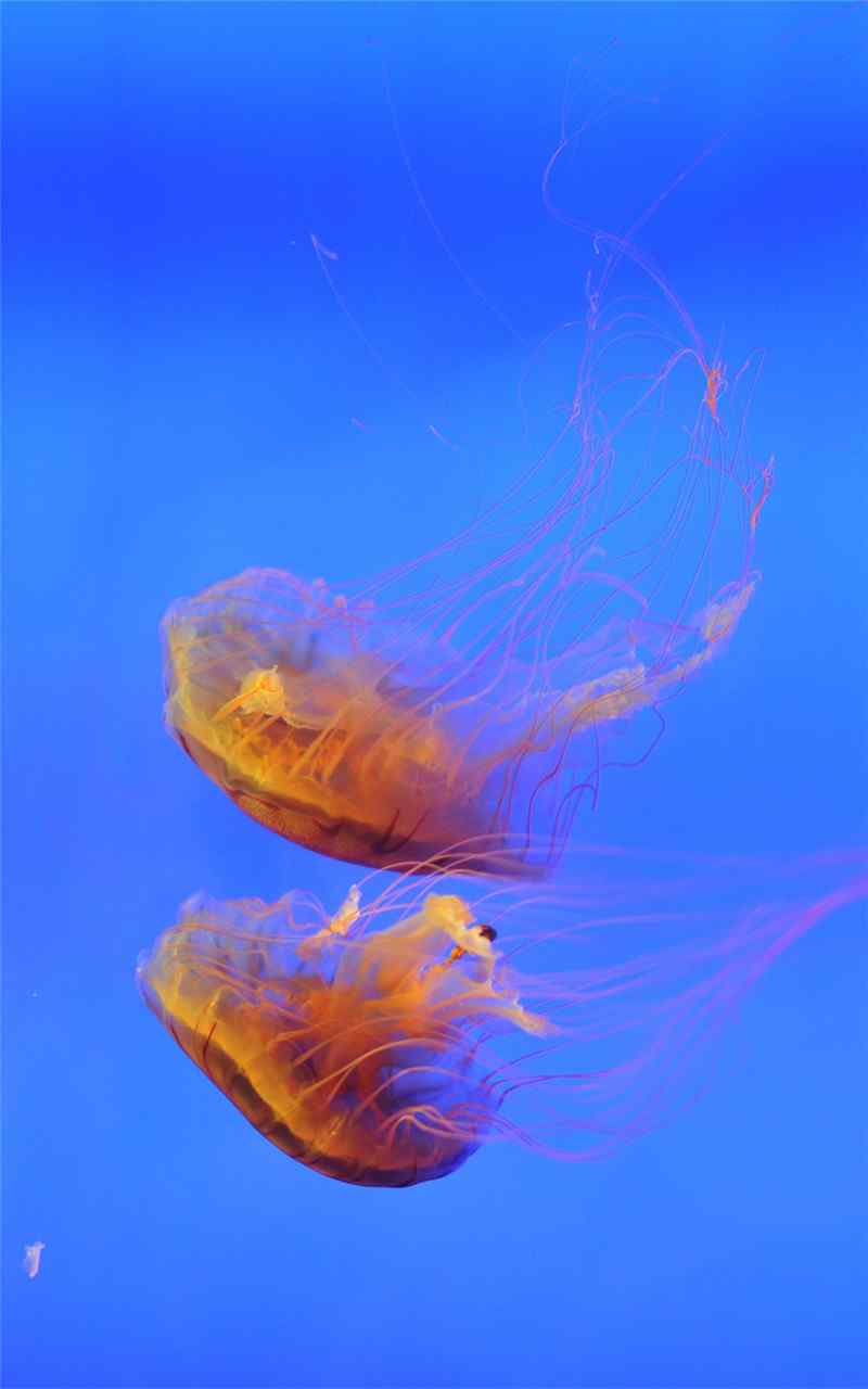 美丽神秘的海底生物水母高清手机壁纸图集