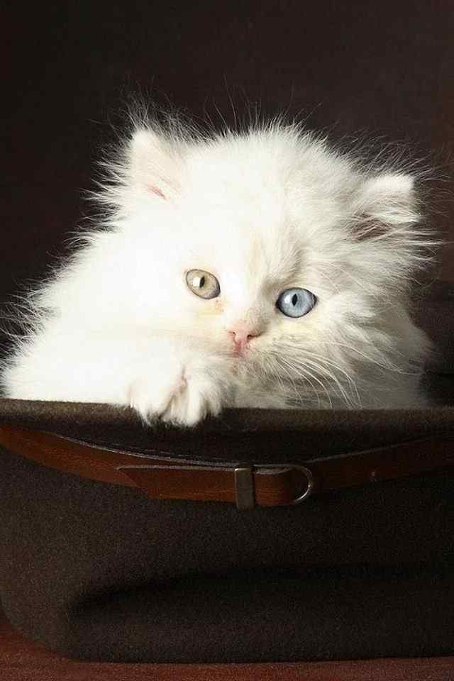 可爱眼神猫咪高清手机壁纸