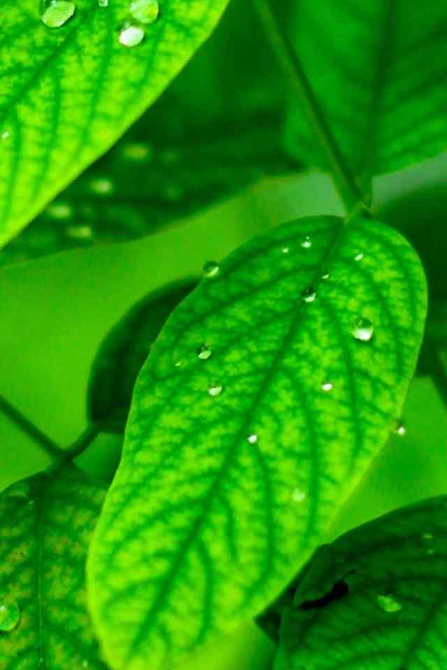 绿色养眼植物高清手机壁纸